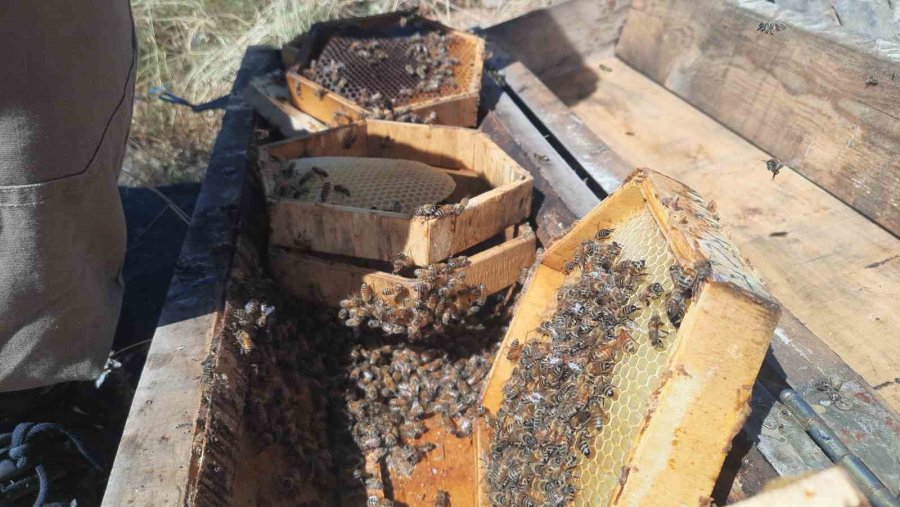 2 Bin 500 Metre Rakımda Sahiplendirilen Kovanlardaki Ballar Hasat Edildi