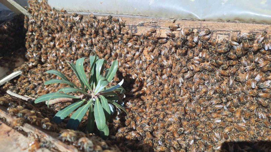 2 Bin 500 Metre Rakımda Sahiplendirilen Kovanlardaki Ballar Hasat Edildi