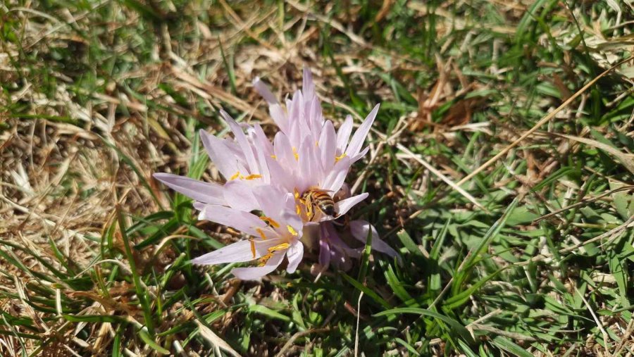 2 Bin 500 Metre Rakımda Sahiplendirilen Kovanlardaki Ballar Hasat Edildi