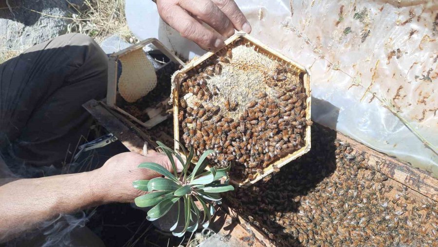 2 Bin 500 Metre Rakımda Sahiplendirilen Kovanlardaki Ballar Hasat Edildi