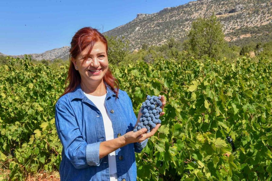 Mersin’de Patkara Üzüm Hasadı Yapıldı