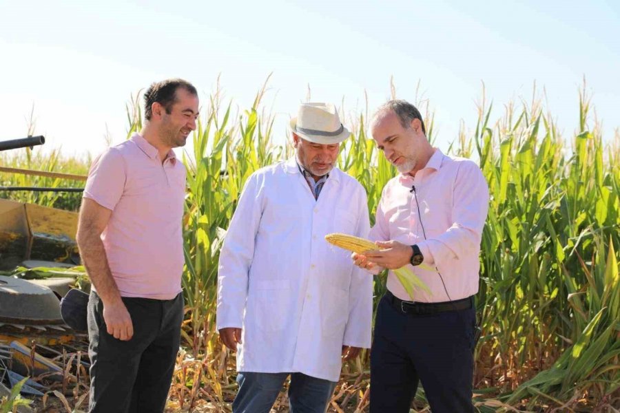 Üniversitede 140 Dönüm Silajlık Mısır Hasadı