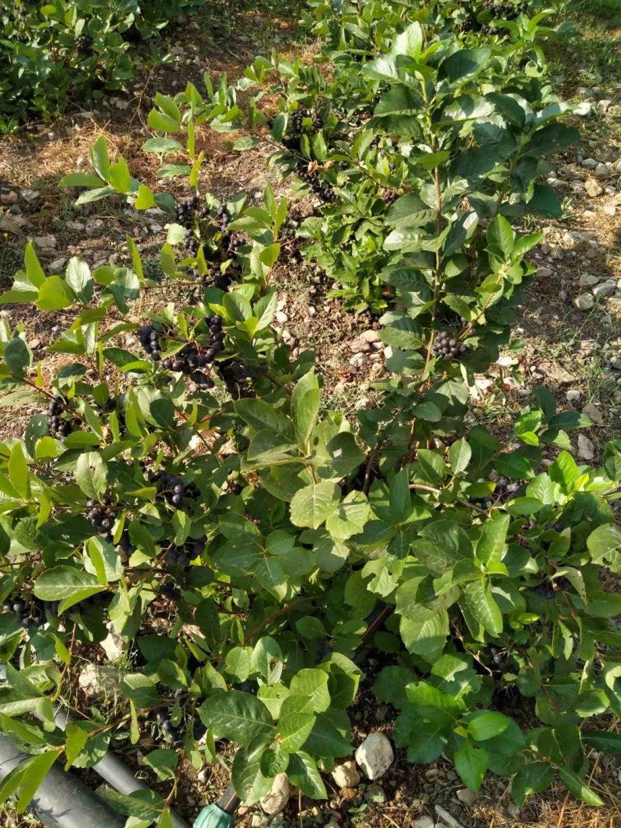 Antalya Büyükşehir Destekledi Genç Çiftçiler Üretti