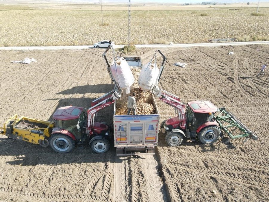 Tomarza’da Patates Hasadı Başladı