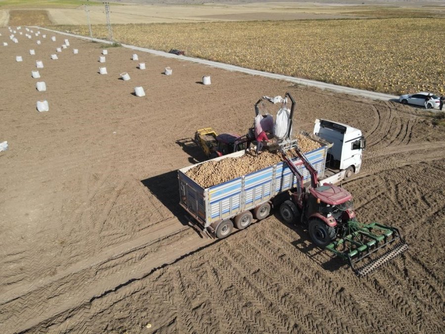 Tomarza’da Patates Hasadı Başladı