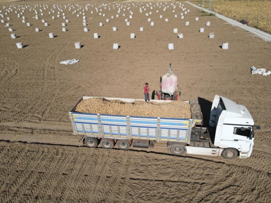 Tomarza’da Patates Hasadı Başladı