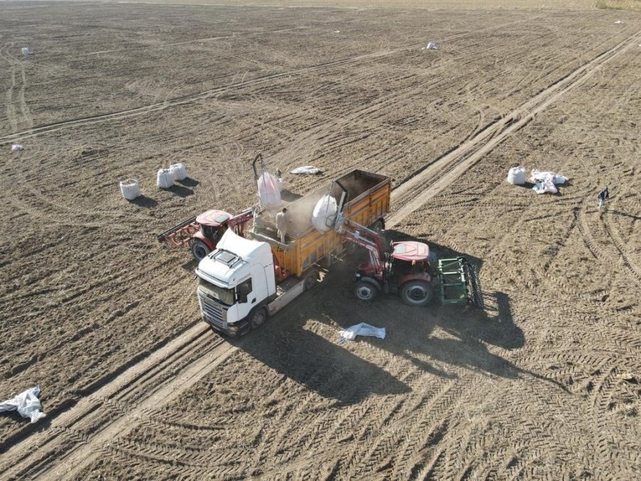 Tomarza’da Patates Hasadı Başladı