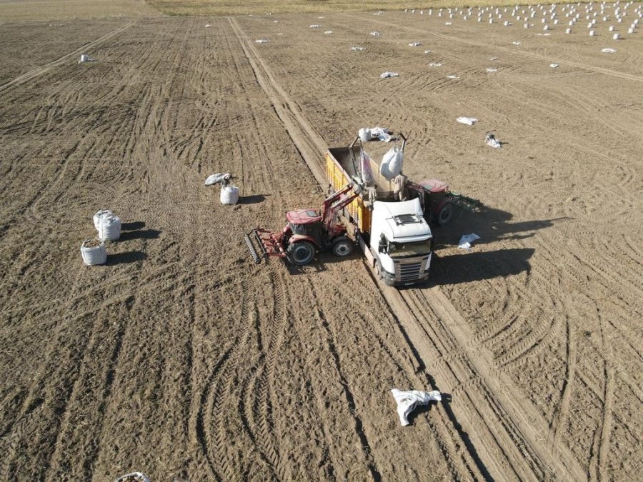 Tomarza’da Patates Hasadı Başladı