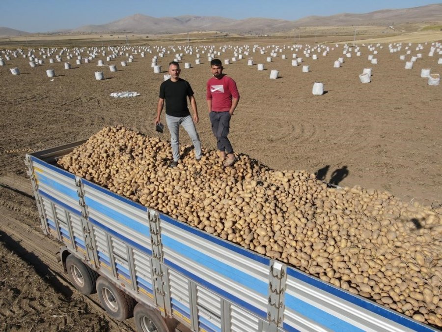 Tomarza’da Patates Hasadı Başladı