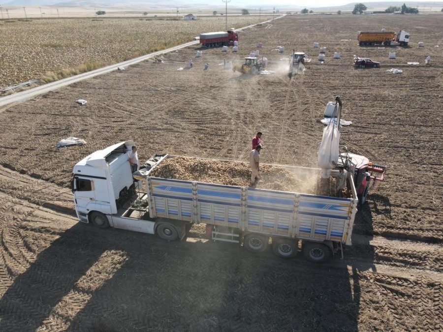 Tomarza’da Patates Hasadı Başladı
