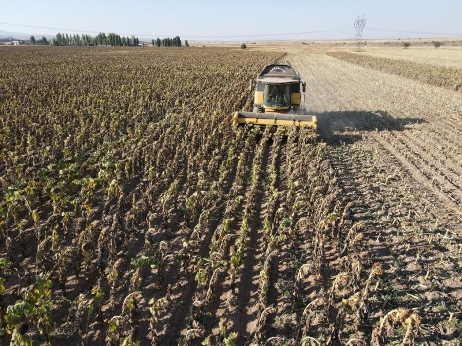 Ayçiçeği Hasadı Tomarzalı Üreticilerin Yüzünü Güldürdü
