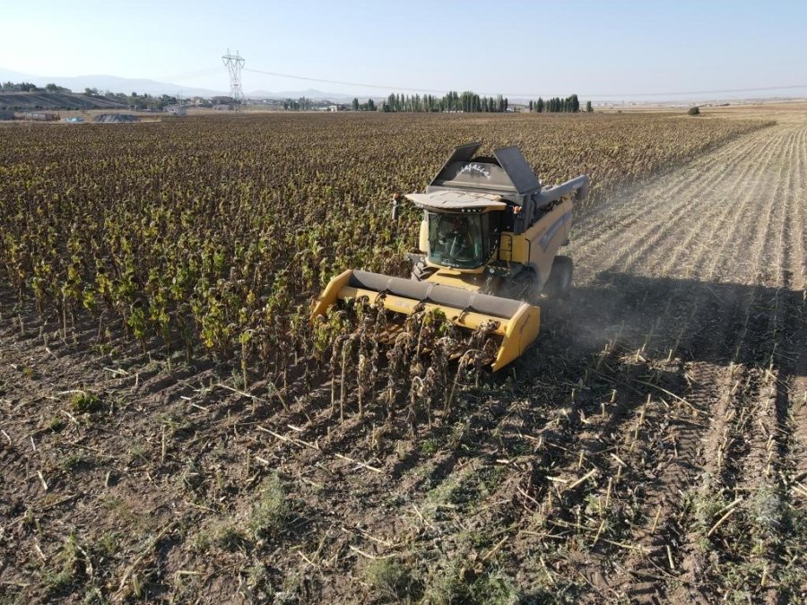 Ayçiçeği Hasadı Tomarzalı Üreticilerin Yüzünü Güldürdü