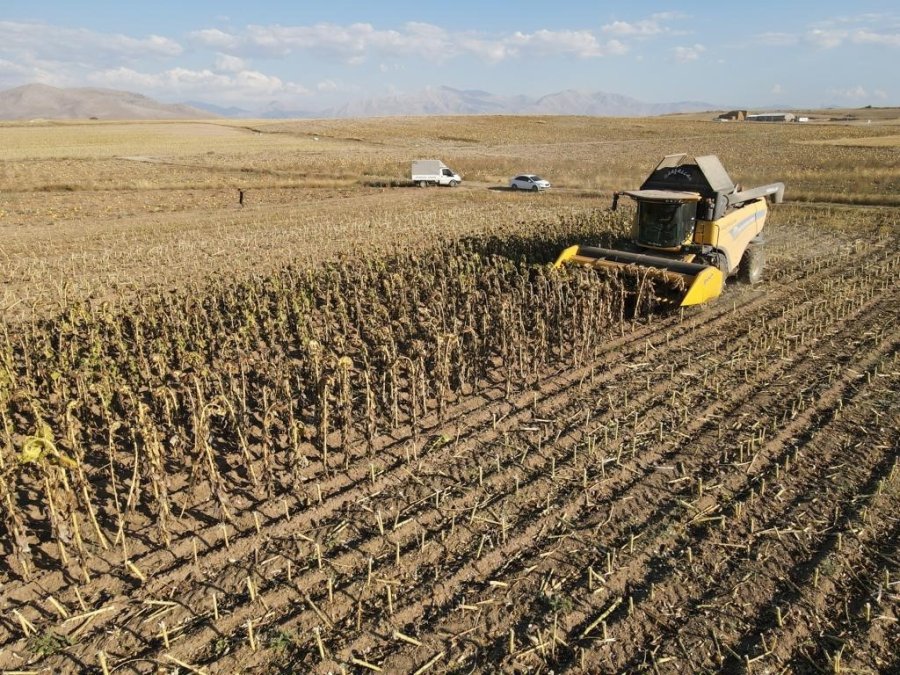 Ayçiçeği Hasadı Tomarzalı Üreticilerin Yüzünü Güldürdü
