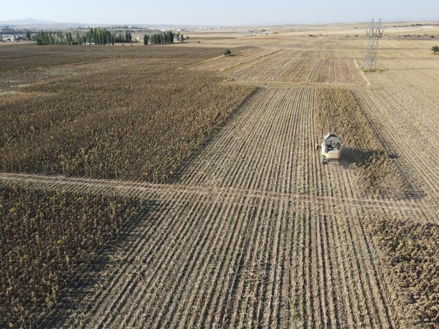 Ayçiçeği Hasadı Tomarzalı Üreticilerin Yüzünü Güldürdü