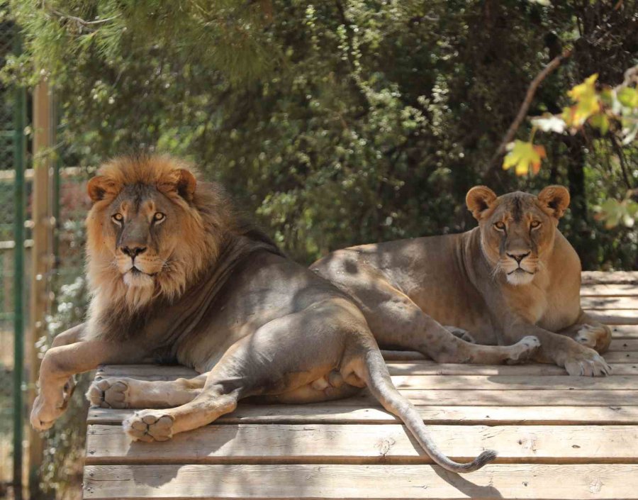 Antalya Doğal Yaşam Parkı 4 Ekim’de Ücretsiz