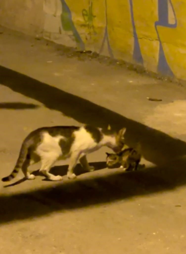 Yangında 6 Yavrusunu Kaybedip Günlerce Enkazdan Ayrılmayan Kedi, Annesiz Kalan Yavruyu Sahiplendi