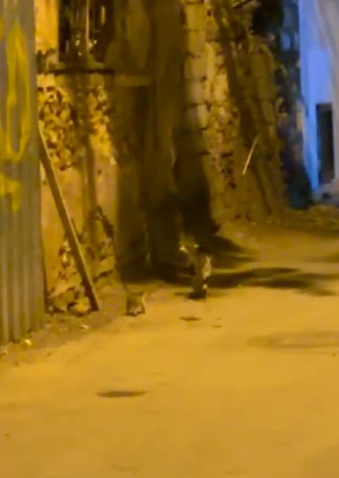 Yangında 6 Yavrusunu Kaybedip Günlerce Enkazdan Ayrılmayan Kedi, Annesiz Kalan Yavruyu Sahiplendi