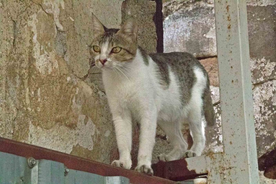 Yangında 6 Yavrusunu Kaybedip Günlerce Enkazdan Ayrılmayan Kedi, Annesiz Kalan Yavruyu Sahiplendi