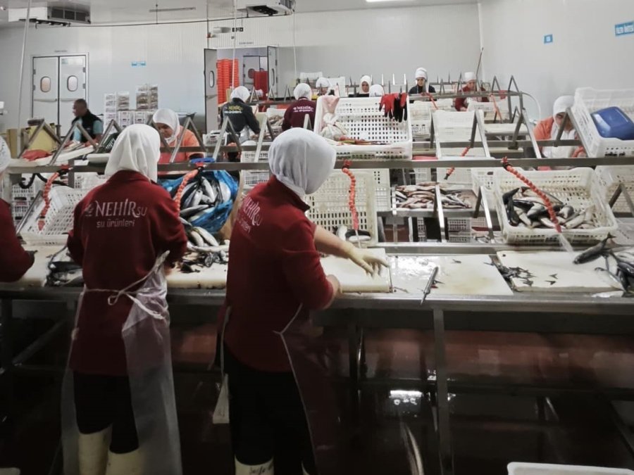 Beyşehir’de Balık İşleme Tesisleri Ve Balıkçı Tekneleri Denetlendi