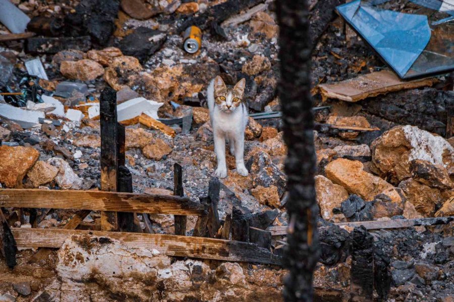 Yangında 6 Yavrusunu Kaybedip Günlerce Enkazdan Ayrılmayan Kedi, Annesiz Kalan Yavruyu Sahiplendi