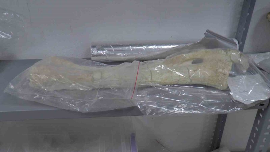 Taşhan Kazılarında ‘zürafa Yılı’