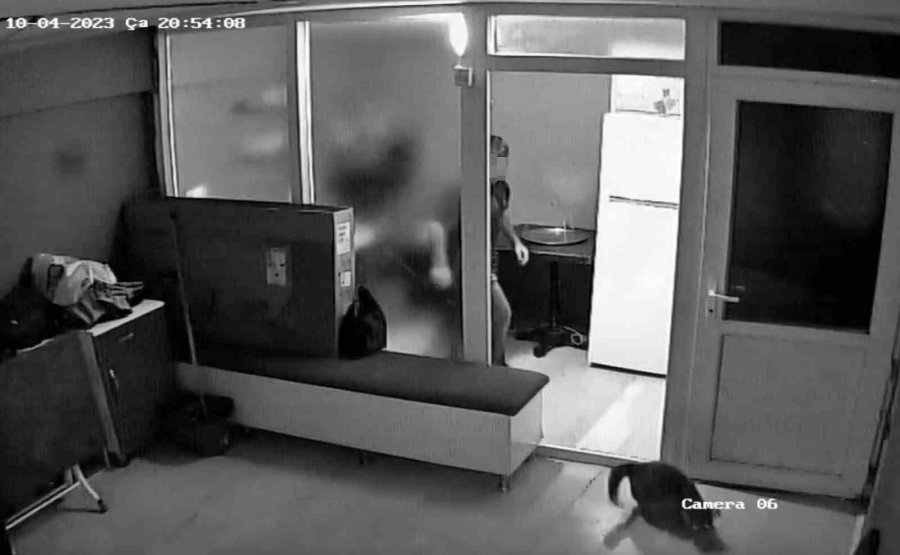 İşe Yeni Başlayan Çırak, Kuaförün Kedisini Dakikalarca Tekme Ve Yumruklarla Darp Etti