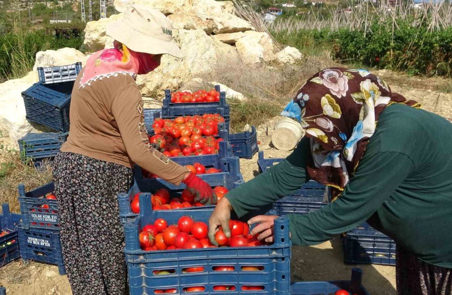 Domateste Güz Hasadı Başladı