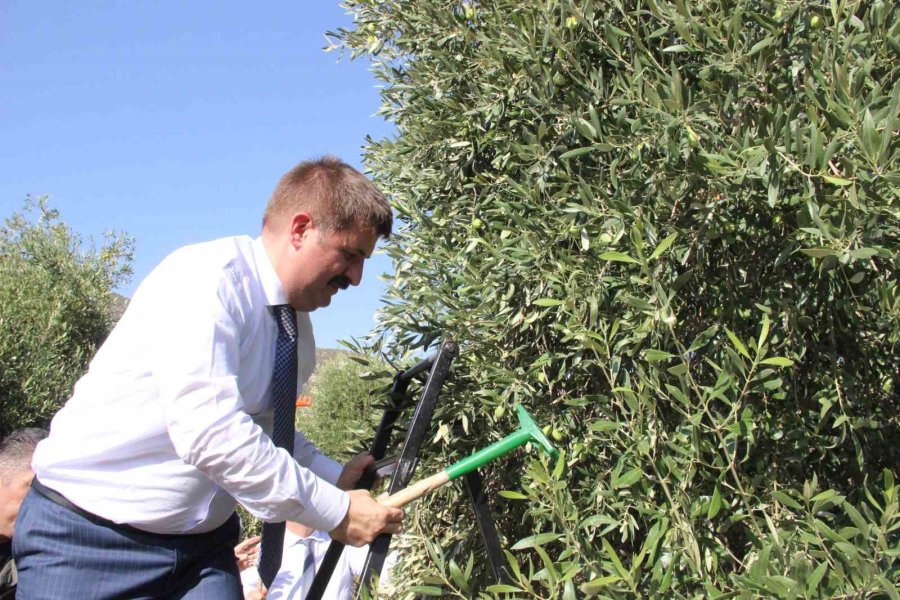 Türkiye’nin En Kaliteli Zeytininin Üretildiği Karaman’da Hasat Başladı