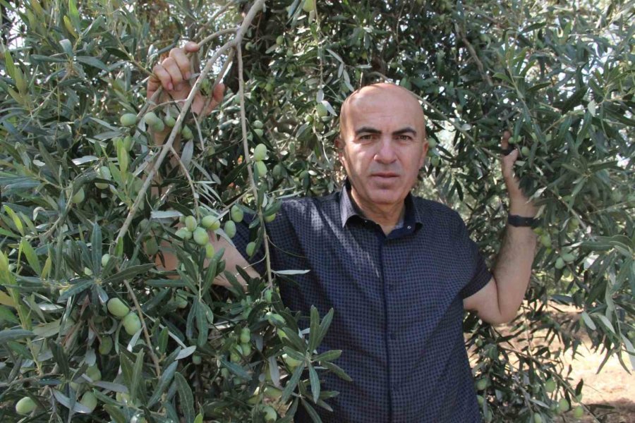 Türkiye’nin En Kaliteli Zeytininin Üretildiği Karaman’da Hasat Başladı