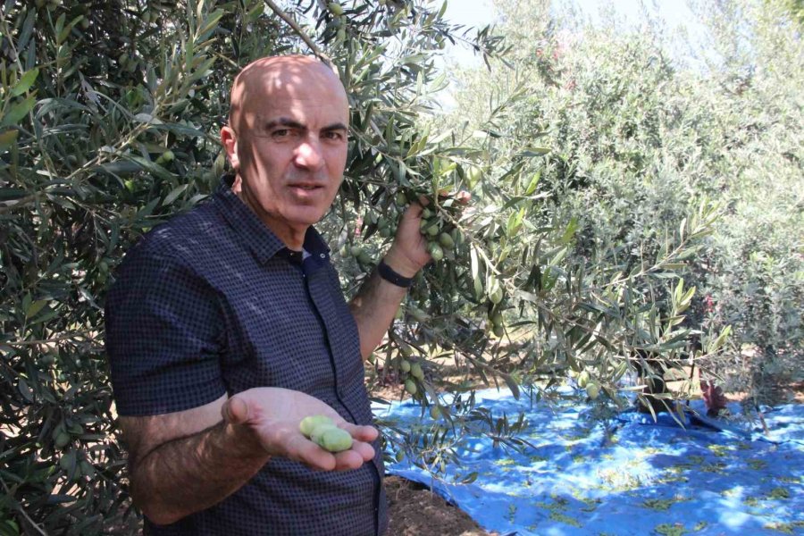 Türkiye’nin En Kaliteli Zeytininin Üretildiği Karaman’da Hasat Başladı