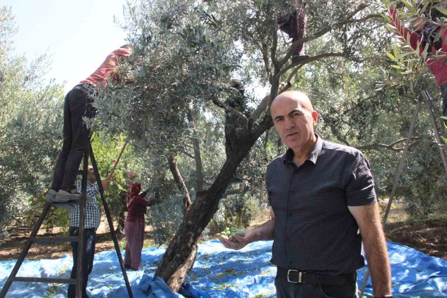 Türkiye’nin En Kaliteli Zeytininin Üretildiği Karaman’da Hasat Başladı