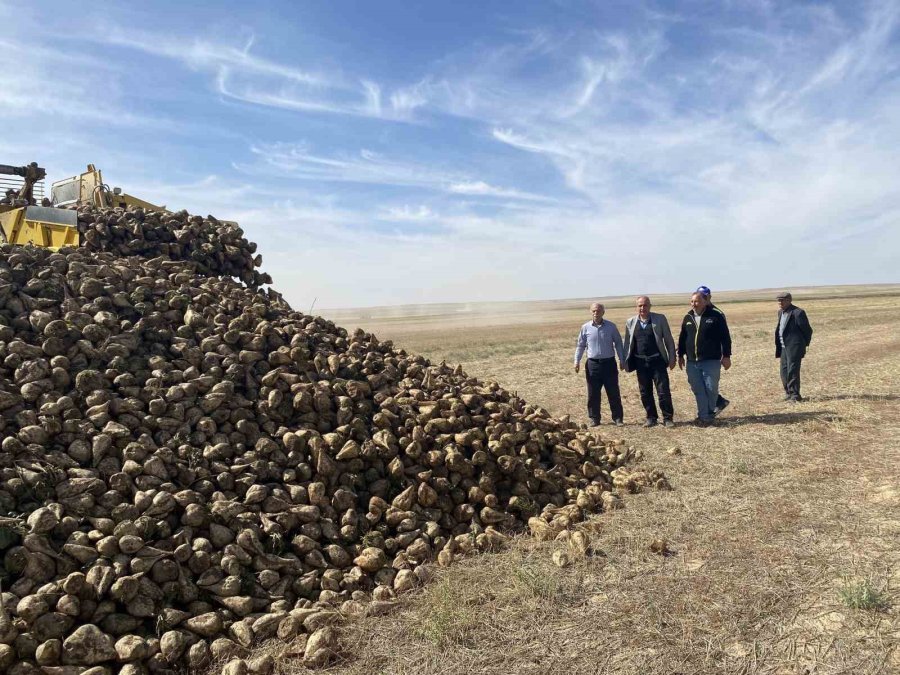 Kulu’da Pancar Hasadı Başladı