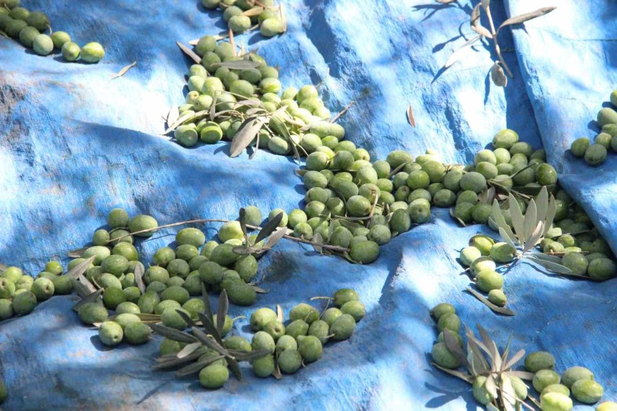 Türkiye’nin En Kaliteli Zeytininin Üretildiği Karaman’da Hasat Başladı