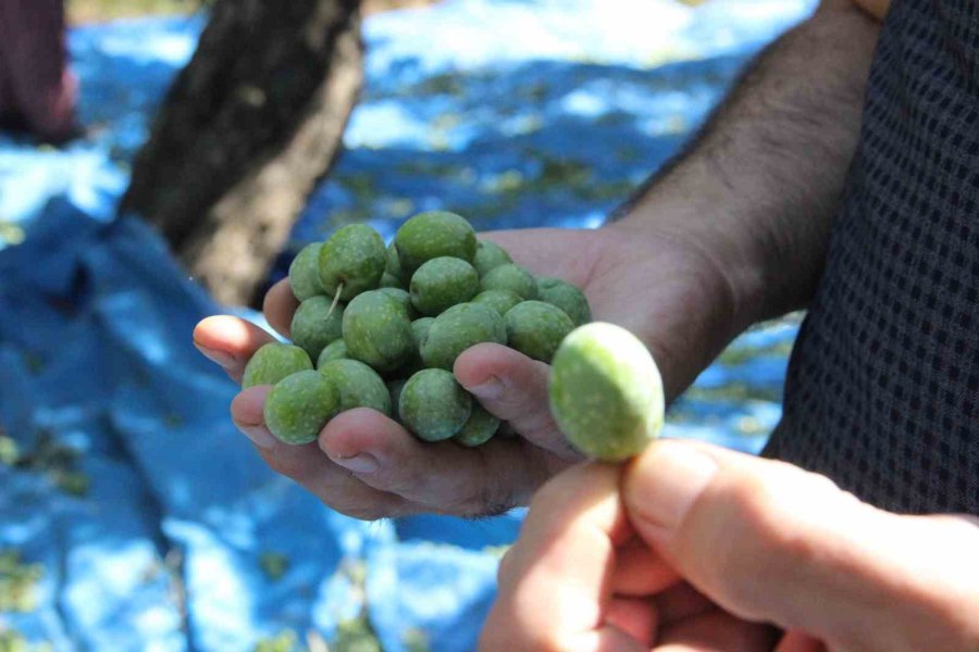 Türkiye’nin En Kaliteli Zeytininin Üretildiği Karaman’da Hasat Başladı
