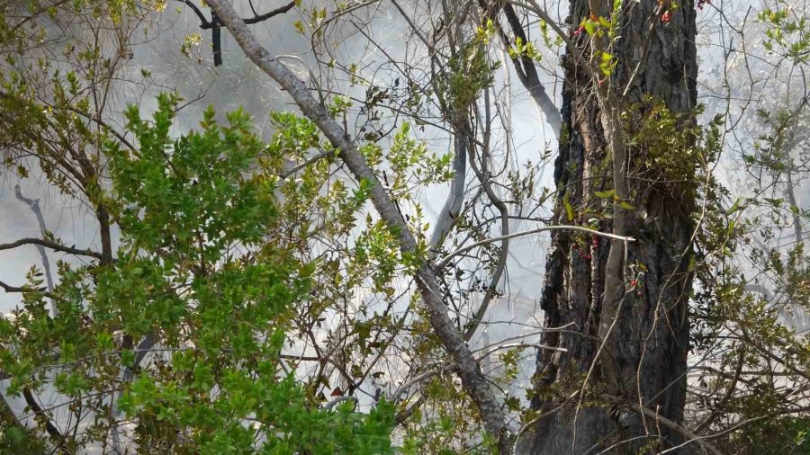 Alanya’da Çıkan Orman Yangını Büyümeden Kontrol Altına Alındı