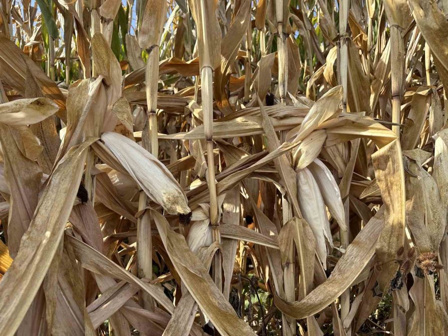 Çiftçiler Mısır Hasadını Bekliyor