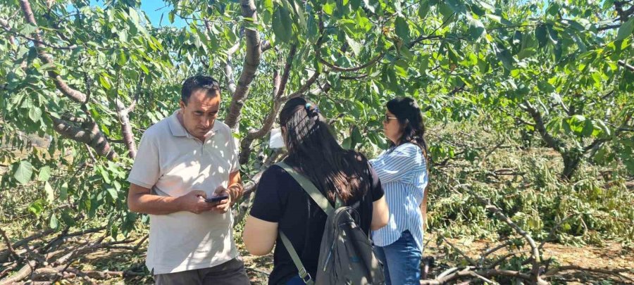 Mihalıççık Kiraz Bahçeleri Kontrol Altında