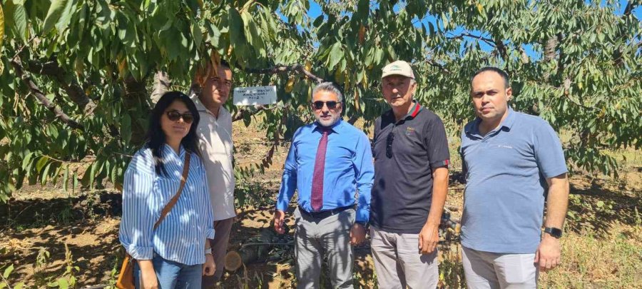 Mihalıççık Kiraz Bahçeleri Kontrol Altında