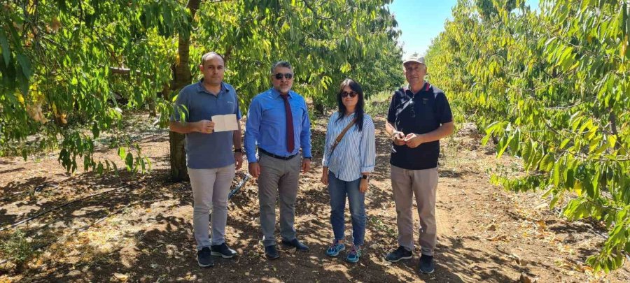 Mihalıççık Kiraz Bahçeleri Kontrol Altında