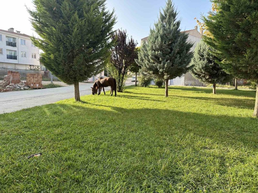 Başıboş Atlar Her Yerden Çıkabiliyor