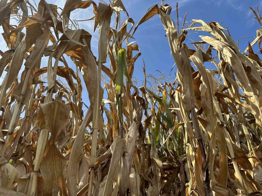 Çiftçiler Mısır Hasadını Bekliyor