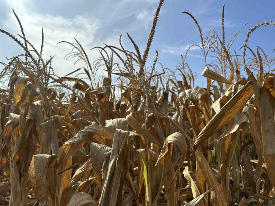 Çiftçiler Mısır Hasadını Bekliyor