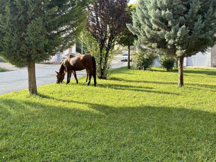 Başıboş Atlar Her Yerden Çıkabiliyor