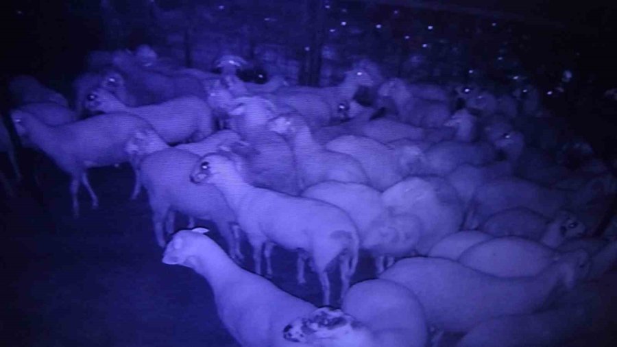 Aç Kalan Kurt Sürüsü Ağıldaki Koyunlara Saldırdı: 15 Koyun Telef Oldu
