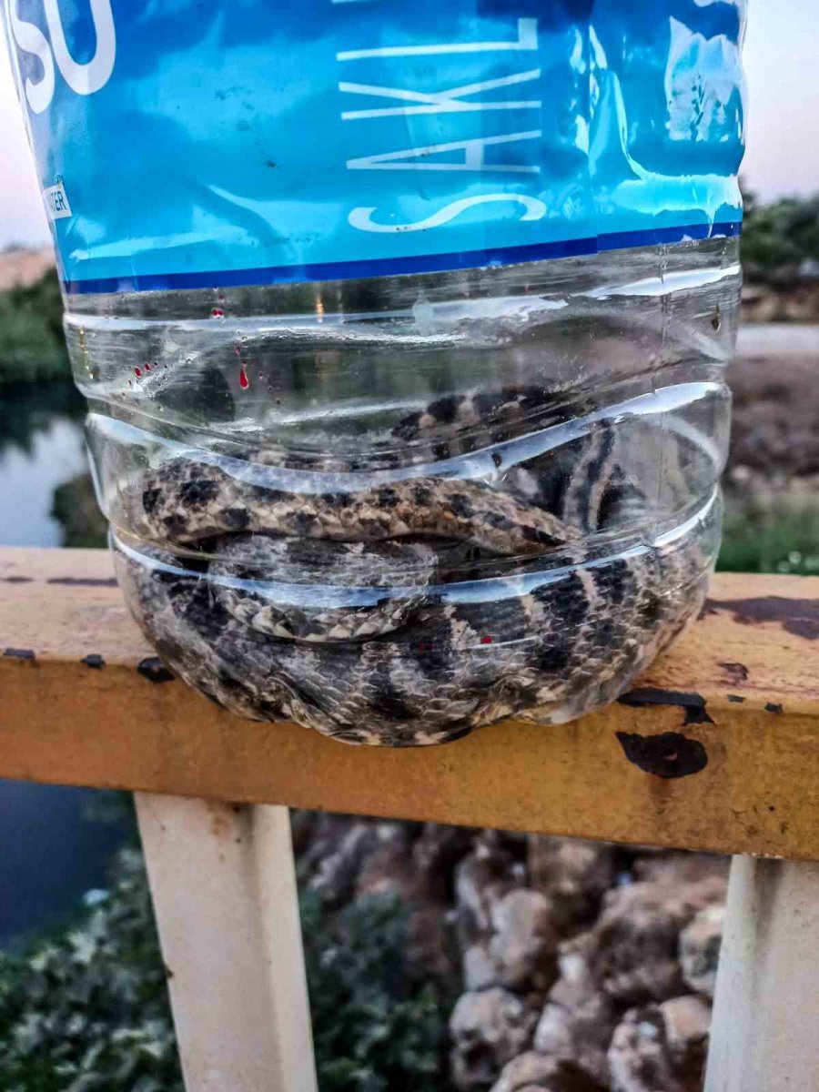 Otomobile Giren 1 Metre Uzunluğundaki Yılanı İtfaiye Çıkardı