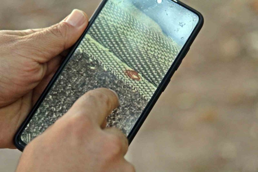 Geceleri Saklanıyorlar, İnsanın Uyumasını Bekleyip Kanını Emiyorlar