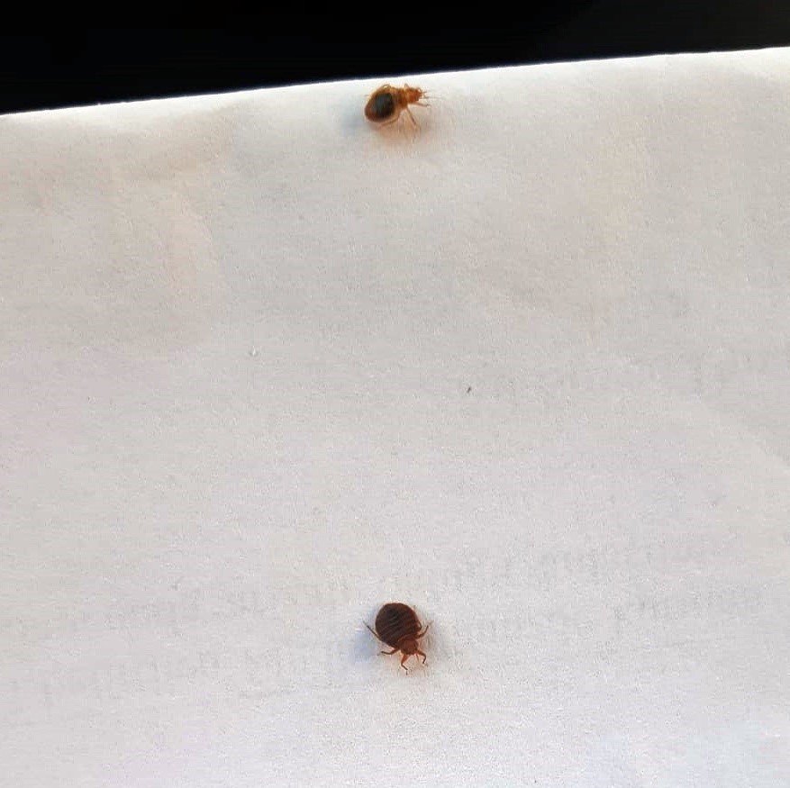 Geceleri Saklanıyorlar, İnsanın Uyumasını Bekleyip Kanını Emiyorlar