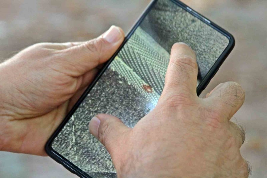 Geceleri Saklanıyorlar, İnsanın Uyumasını Bekleyip Kanını Emiyorlar