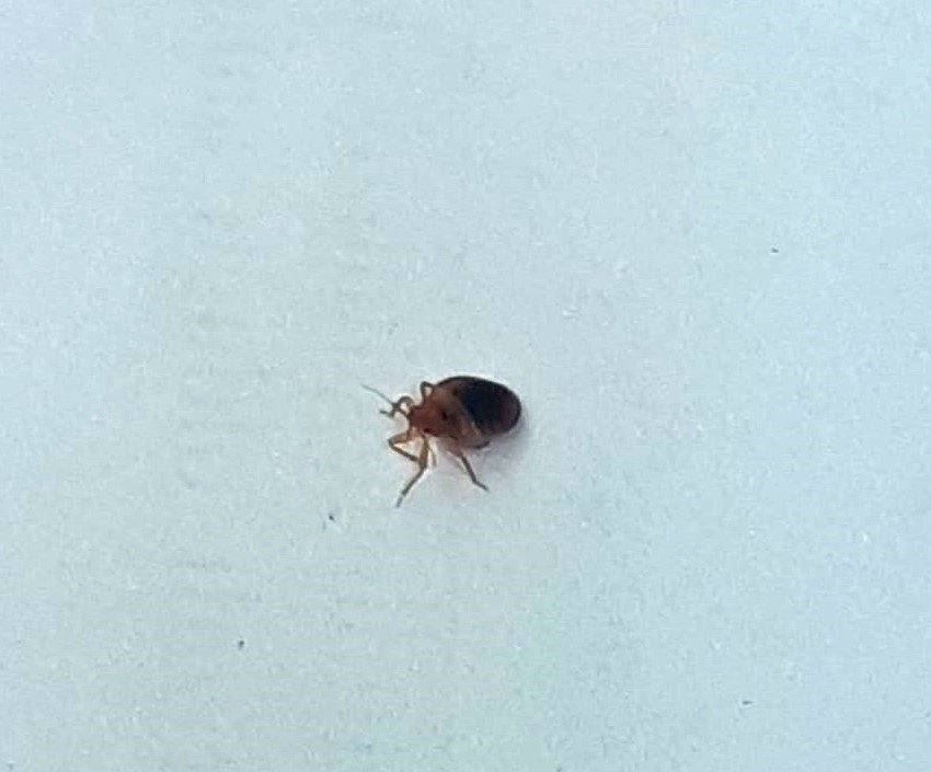 Geceleri Saklanıyorlar, İnsanın Uyumasını Bekleyip Kanını Emiyorlar