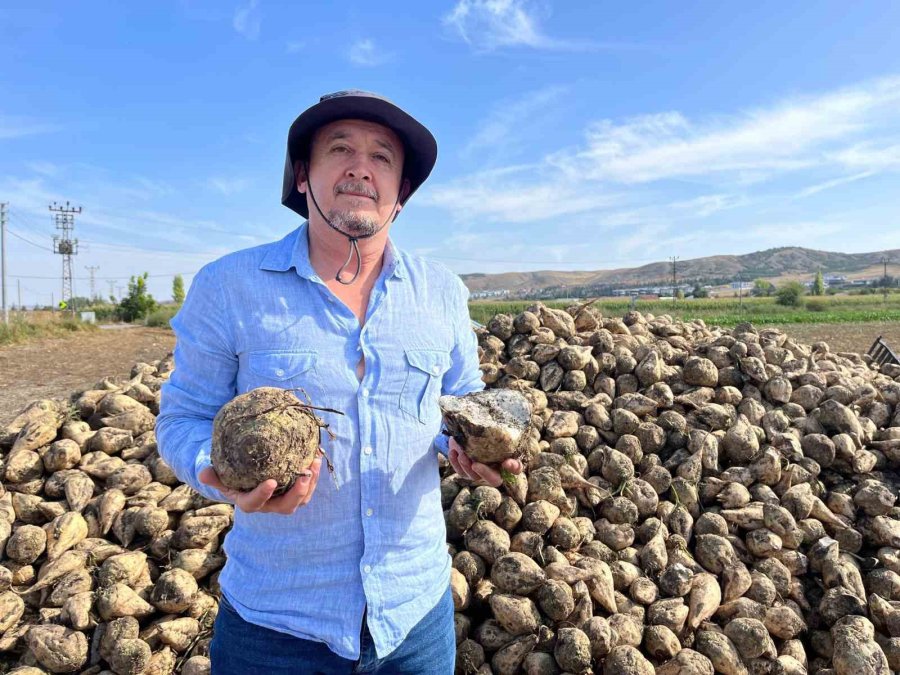 Pancar Dönümde 9 Tona Kadar Verim Verdi